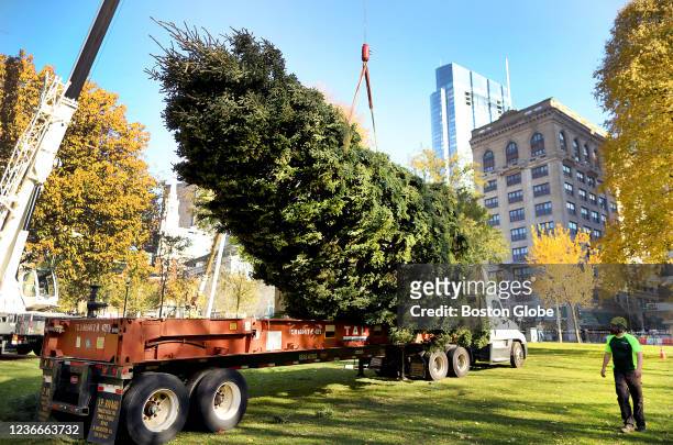 Boston, MA The annual gift of an evergreen Christmas tree from Nova Scotia arrived at Boston Common where it was set in place near Tremont Street on...