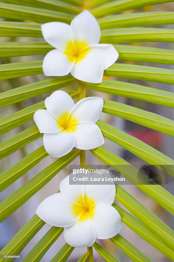 Three frangipanis