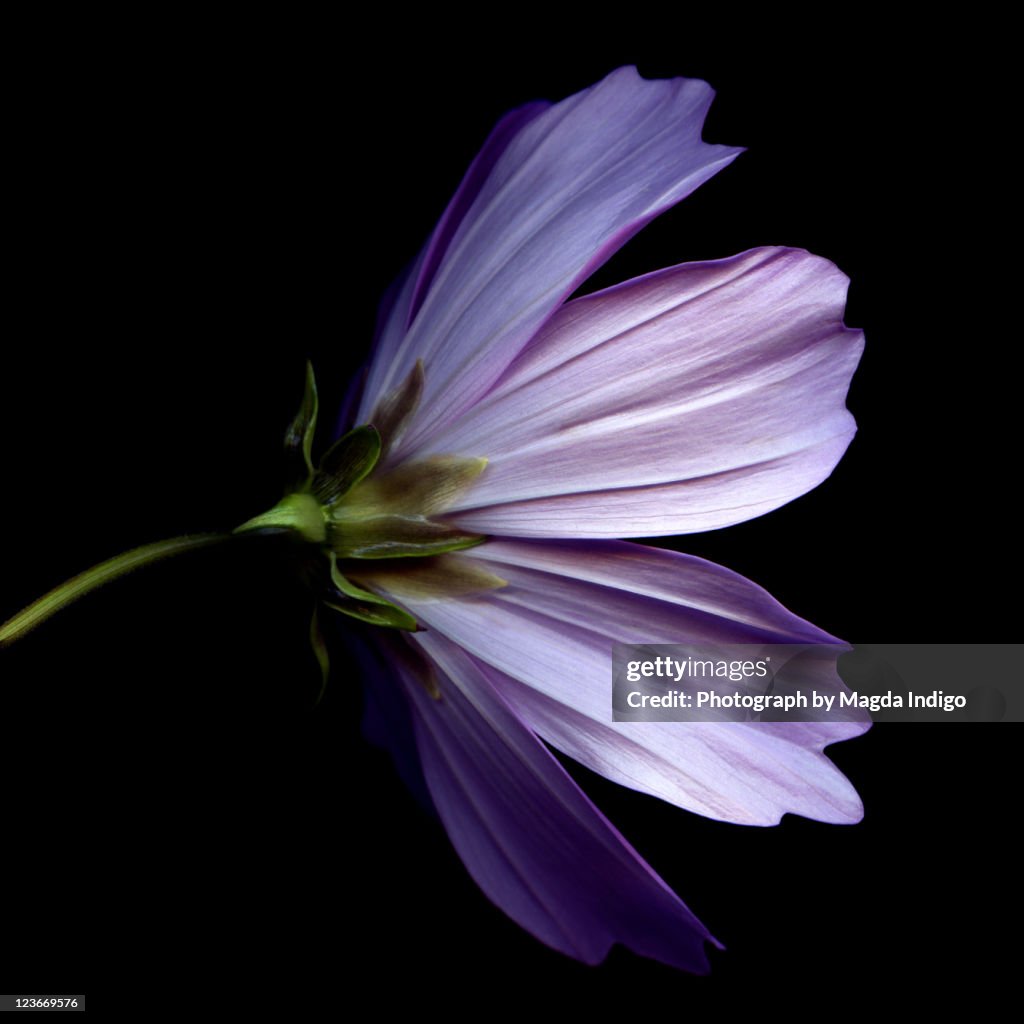 Cosmos flower against black background