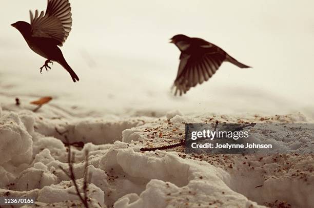 winter birds in flight - brandon fotografías e imágenes de stock
