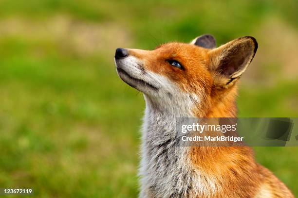 red fox - fuchs stock-fotos und bilder