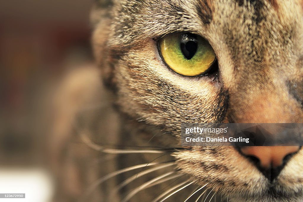 Close-up of cats eye and face.