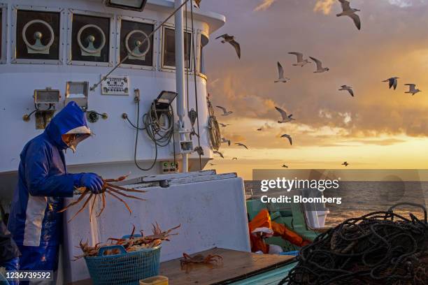 Fisherman sorts freshly caught snow crabs on board a vessel ing the sea west of the Noto Peninsula, Japan, on Wednesday, Nov. 17, 2021. Prime...