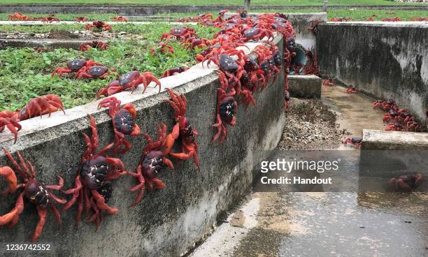 In this handout image provided by Parks Australia, thousands of red crabs are seen walking in a drain on November 23, 2021 in Christmas Island. The...