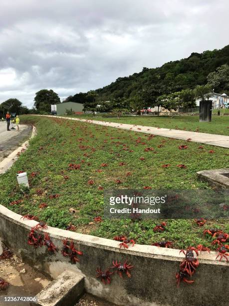 In this handout image provided by Parks Australia, thousands of red crabs are seen along the side of a road on November 23, 2021 in Christmas Island....