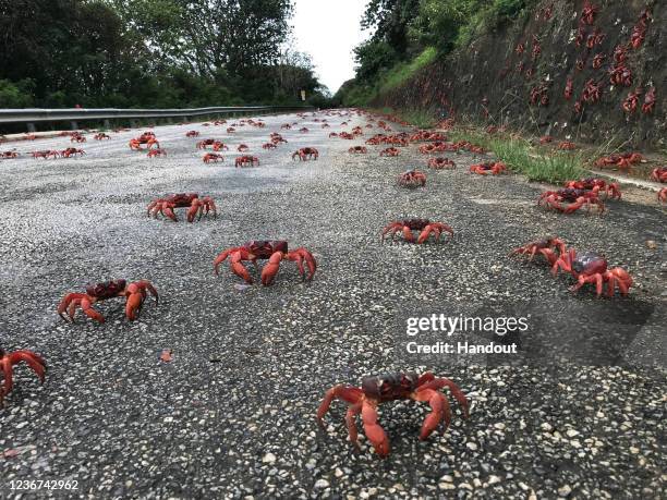 In this handout image provided by Parks Australia, thousands of red crabs are seen walking on a road on November 23, 2021 in Christmas Island. The...