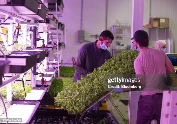 Workers harvest baby lettuce at the AquaVerti Farms hydroponic vertical farming facility in Montreal, Quebec, Canada, on Friday, Nov. 19, 2021....