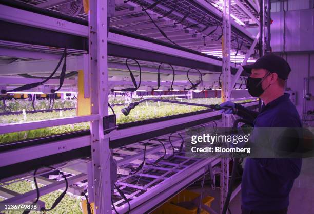 Worker waters plants at the AquaVerti Farms hydroponic vertical farming facility in Montreal, Quebec, Canada, on Friday, Nov. 19, 2021. Aquaverti...