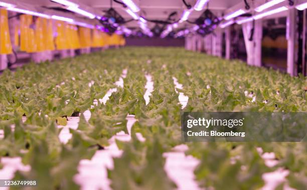 Baby lettuce grows at the AquaVerti Farms hydroponic vertical farming facility in Montreal, Quebec, Canada, on Friday, Nov. 19, 2021. Aquaverti...