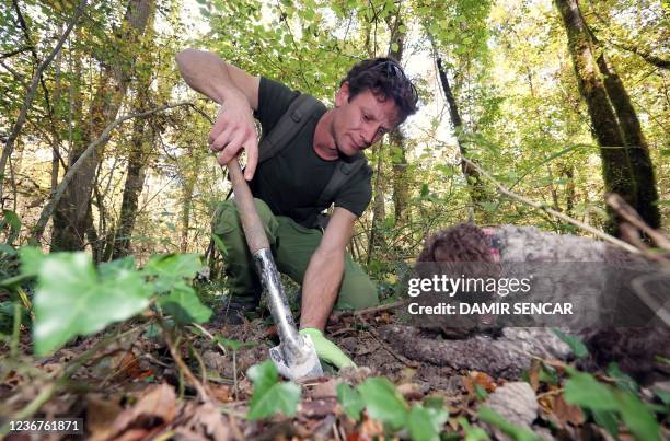 Forest scientist and field mycologist who samples truffles Zeljko Zgrablic, helped by his dog, searches white truffle in a forest near the Istrian...