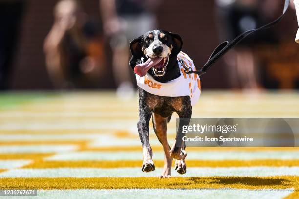 Nov 21, 2021; Knoxville, Tennessee, USA; Tennessee Volunteers mascot Smokey runs across the end zone in a game between the Tennessee Volunteers and...