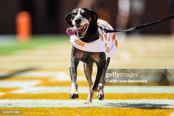 Nov 21, 2021; Knoxville, Tennessee, USA; Tennessee Volunteers mascot Smokey runs across the end zone in a game between the Tennessee Volunteers and...