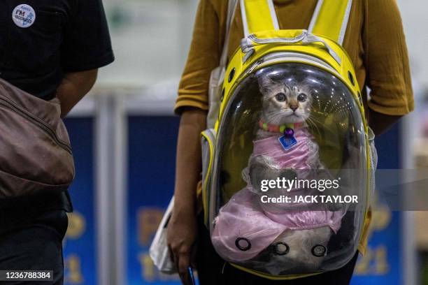 Cat wearing a dress is carried around in a transparent rucksack at the annual Pet Expo Thailand 2021 in Bangkok on November 25, 2021.