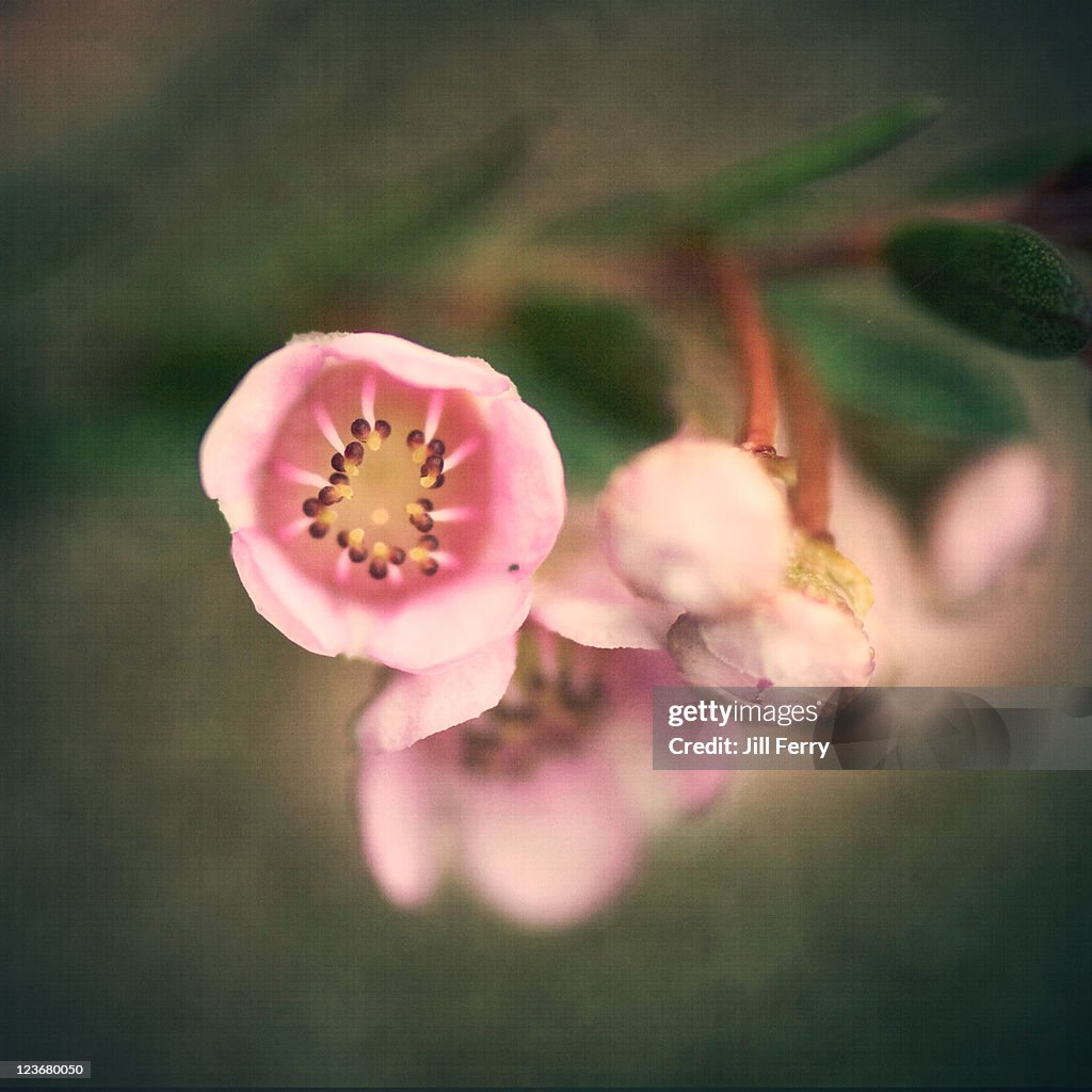 Small pink flowers