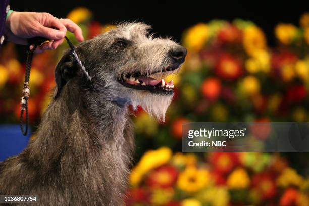 Pictured: Scottish Deerhound, Claire, Best In Show 2021 --