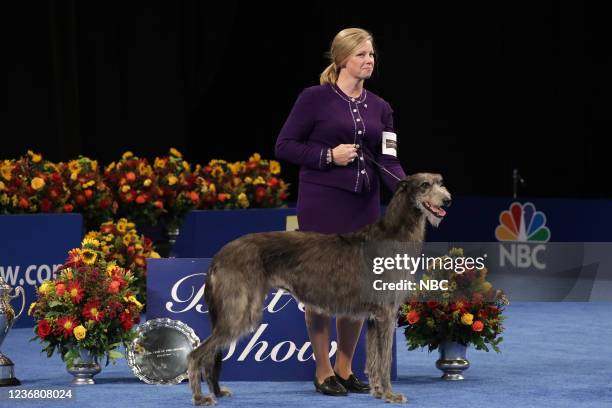 Pictured: Angela Lloyd, Handler; 2021 National Dog Show Best In Show Winner, Scottish Deerhound named "Claire" --