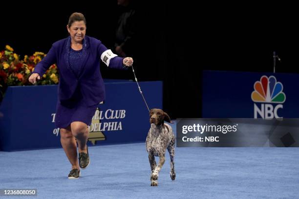 Pictured: 2021 National Dog Show Sporting Group Winner, German Shorthaired Pointer named "Jade" --