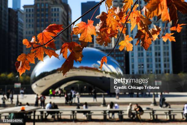 Fall colors show themselves on trees near Cloud Gate in Millennium Park on a warm fall day in Chicago on Nov. 8, 2021.