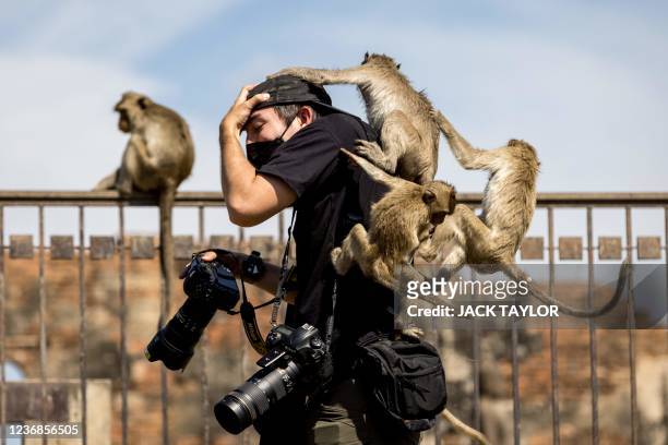 Macaque monkeys climb onto a news photographer at the Phra Prang Sam Yod temple during the annual Monkey Buffet Festival in Lopburi province, north...