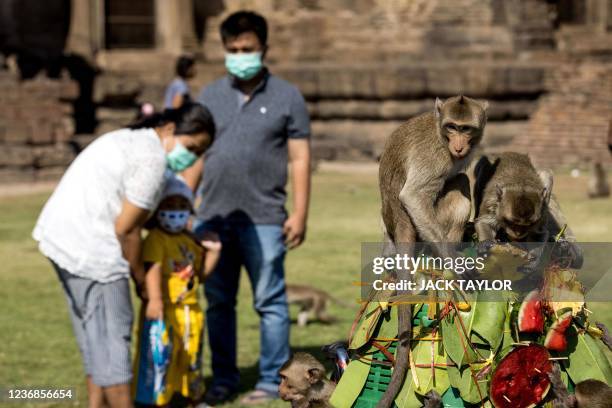 Monkey Stack Photos and Premium High Res Pictures - Getty Images