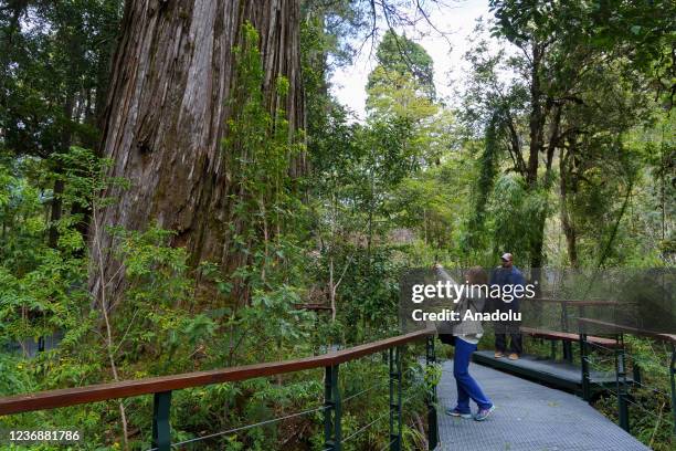 People look at the one of the oldest tree in the world El Alerce Abuelo , which stands 57 meters tall, and itÂ´s diameter is 2,8 meters wide, at the...