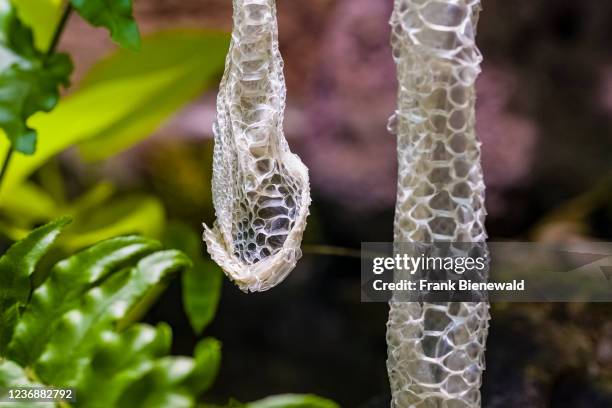 532 Green Tree Python Stock Photos, High-Res Pictures, and Images ...