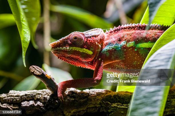 Panther chameleon walking on a branch of a tree with green leaves in a zoo.