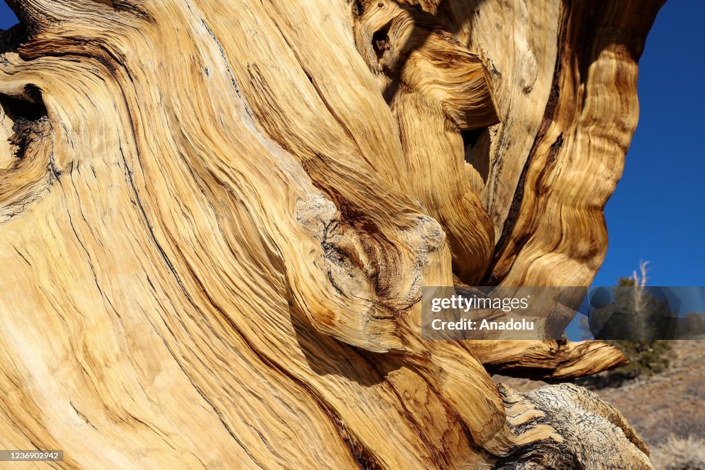 4853 years old Methuselah Tree in California