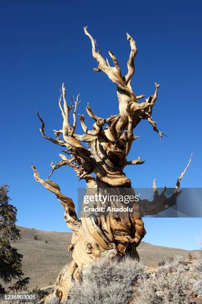 Year-old Great Basin bristlecone pine tree known as Methuselah is growing high at Ancient Bristlecone Pine Forest in the White Mountains of Inyo...