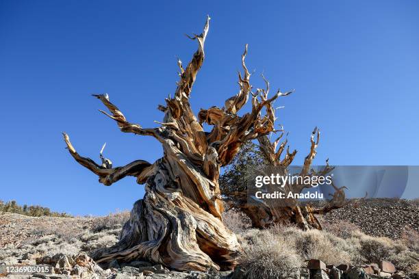 Year-old Great Basin bristlecone pine tree known as Methuselah is growing high at Ancient Bristlecone Pine Forest in the White Mountains of Inyo...