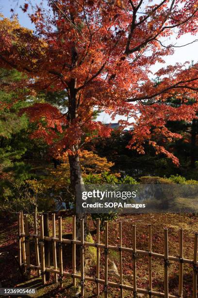 Momiji tree seen on a small island in the Shinji'ike Pond at Toji-in Temple. Toji-in was established in 1341 on the southern slope of Mount Kinugasa...
