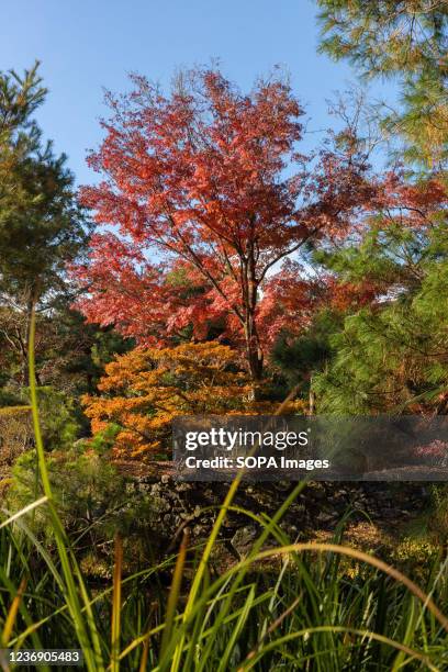 Momiji tree seen near the Shinji'ike Pond inside Toji-in Temple. Toji-in was established in 1341 on the southern slope of Mount Kinugasa by the...