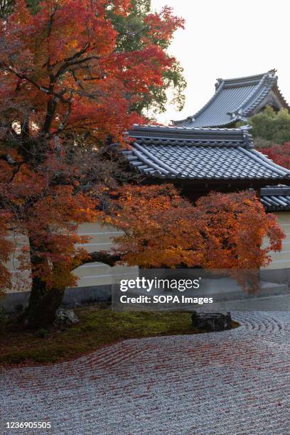 Momiji tree blocks the gate of the Toji-in Temple. Toji-in was established in 1341 on the southern slope of Mount Kinugasa by the shogun Ashikaga...