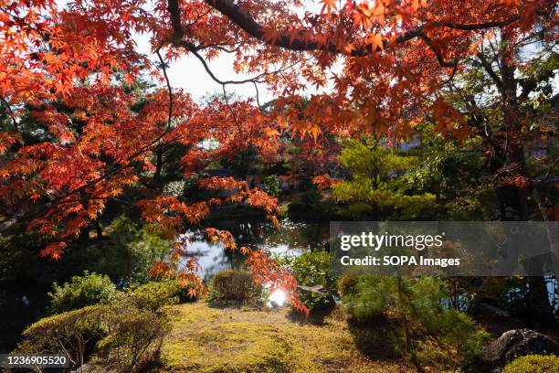 Momiji tree seen on a small island inside the Shinji'ike Pond at the Toji-in Temple. Toji-in was established in 1341 on the southern slope of Mount...