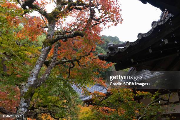 An Autumn-colored Momiji tree is seen inside the Eikando Zenrin-ji Temple in Kyoto. Autumn-colored Momiji leaves cover a temple in the Eikando...