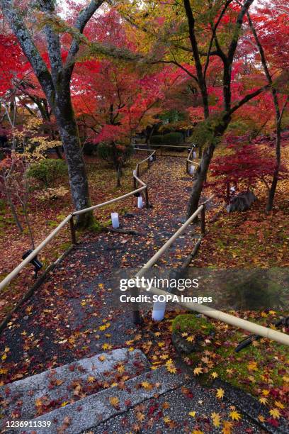 Pathway surrounded by autumn-colored Momiji leaves is seen inside the Eikando Zenrin-ji Temple in Kyoto. Eikando Zenrin-ji Temple is one of the...