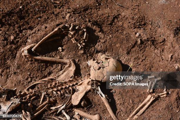 Remains of a corpse are seen in a mass grave in Belchite. Spanish Civil War victims exhumation continues in two mass graves at a cemetery in...