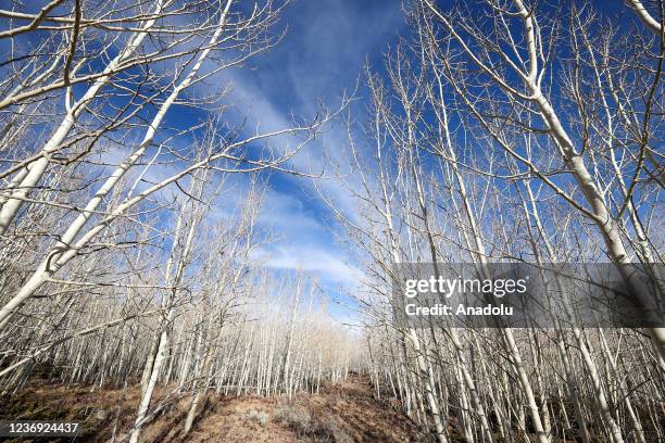 Pando trees ‘Quaking aspen’ also known as the trembling giant, which believed to be 80,000 years old, are seen at Fish Lake National Forest in Utah,...
