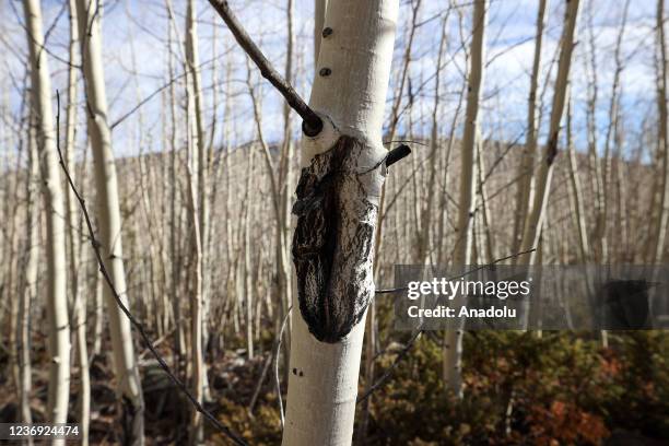 Pando Tree Explained Pando (Tree) Photos and Premium High Res Pictures - Getty Images
