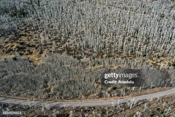 Pando Images An aerial view of Pando trees ‘Quaking aspen’ also known as the... News ...