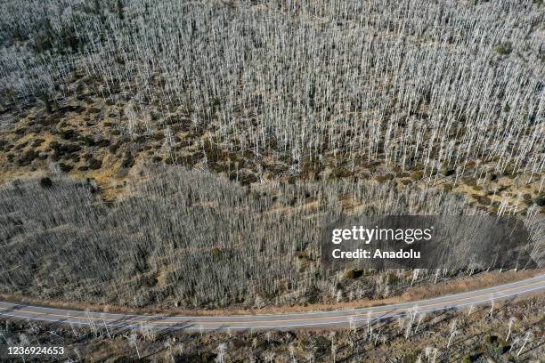 Pando Forest Roots Pando Tree Photos and Premium High Res Pictures - Getty Images