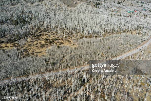 Pando Location The Trembling Giant Utah _ Pando Quaking Aspen Location – VZBSPR