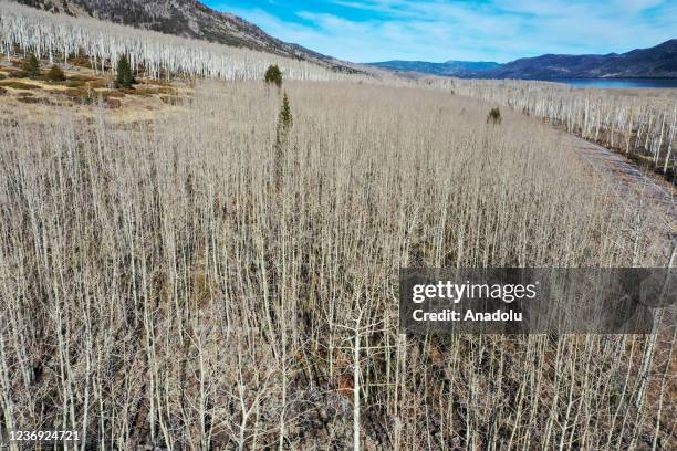 Pando Images 6,100 Pando Stock Photos, High-Res Pictures, and Images - Getty Images