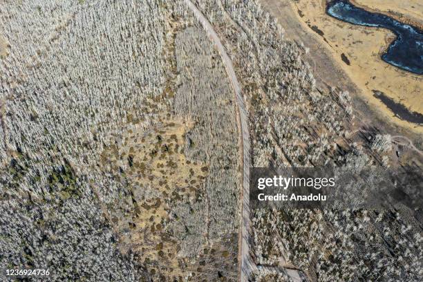 An aerial view of Pando trees ‘Quaking aspen’ also known as the trembling giant, which believed to be 80,000 years old, at Fish Lake National Forest...