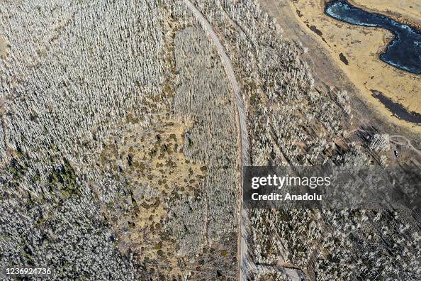 Pando Tree Images An aerial view of Pando trees ‘Quaking aspen’ also known as the... News ...