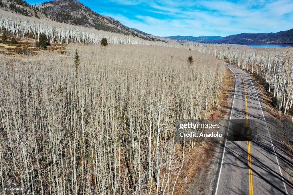 An aerial view of Pando trees ‘Quaking aspen’ also known as the... News ...
