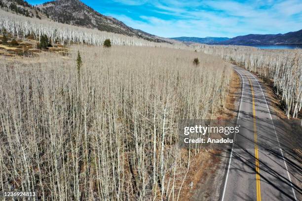 Pando Images Pando Aspen Photos and Premium High Res Pictures - Getty Images