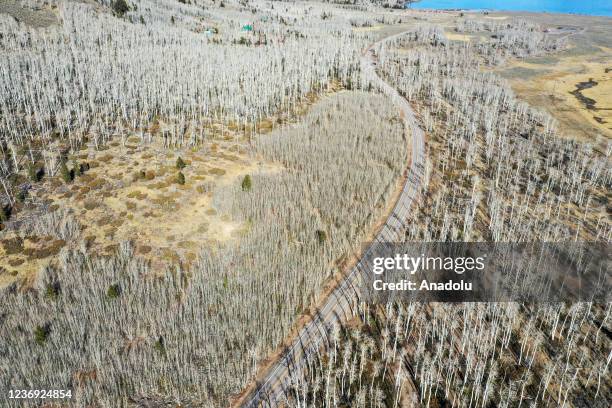Pando Landscape 6,103 Pando Stock Photos, High-Res Pictures, and Images - Getty Images