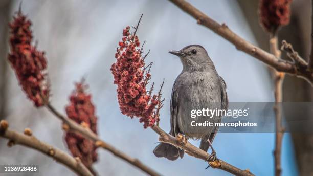 cat mocker (dumetella carolinensis). - gray catbird stock pictures, royalty-free photos & images