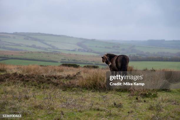 Exmoor pony on 10th November 2021 in Malmsmead, United Kingdom. The Exmoor pony is a horse breed native to the British Isles, where some still roam...